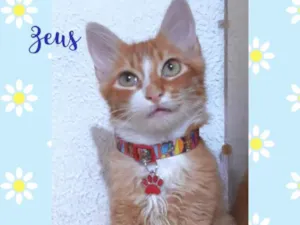 Gato raça Srd idade 2 a 6 meses nome Zeus