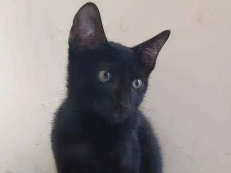 Gato ra a  idade 2 a 6 meses nome Bills