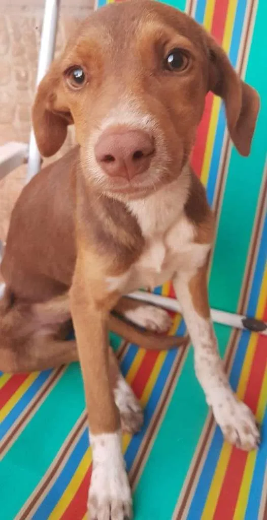 Cachorro raça dalmata e raça não definida idade 2 a 6 meses nome marrom