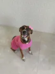 Maya