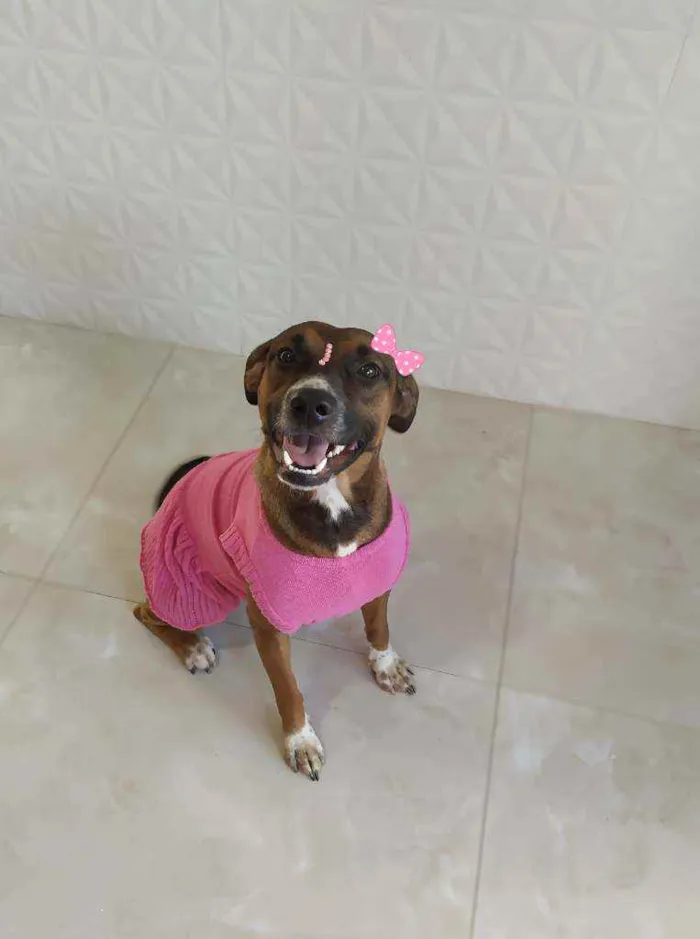 Cachorro ra a Srd idade 7 a 11 meses nome Maya