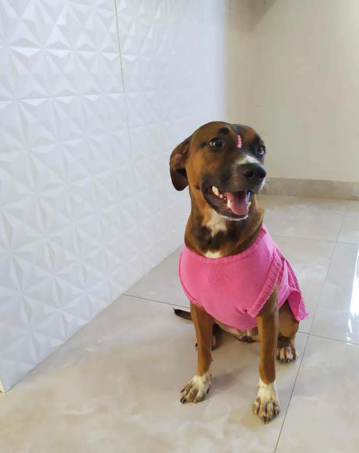 Cachorro ra a Srd idade 7 a 11 meses nome Maya