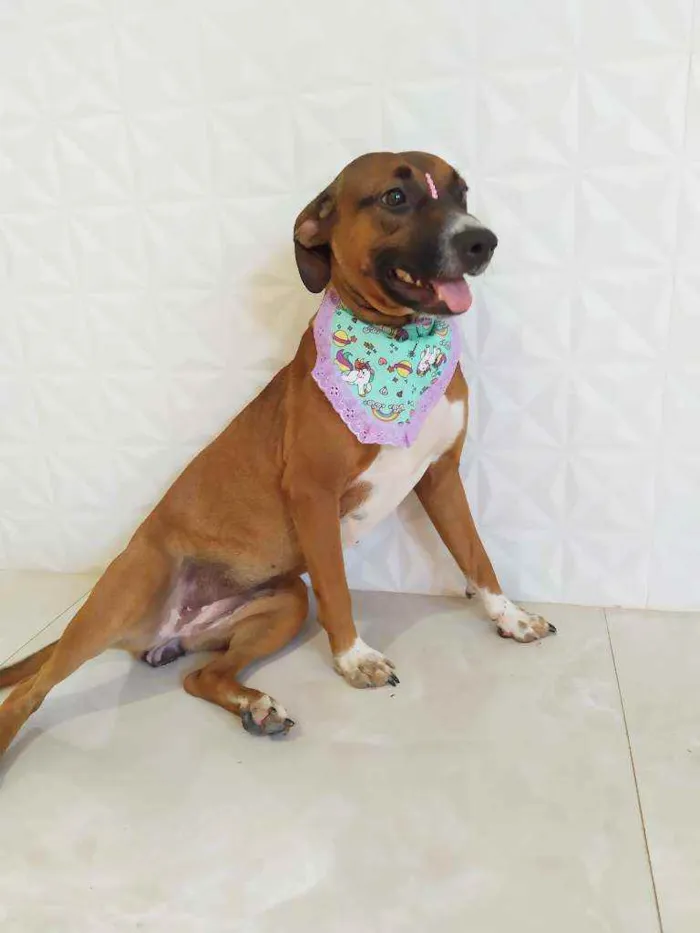 Cachorro ra a Srd idade 7 a 11 meses nome Maya