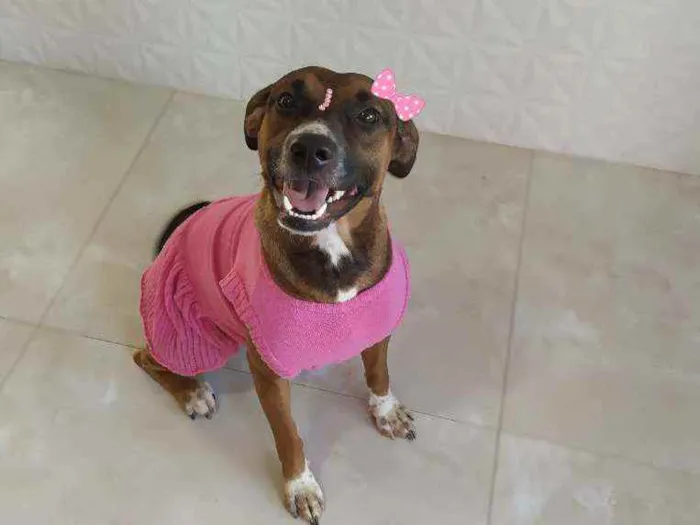 Cachorro ra a Srd idade 7 a 11 meses nome Maya