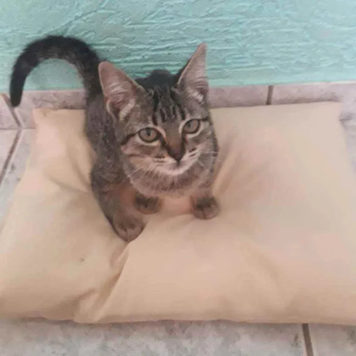 Gato ra a Vira lata  idade 2 a 6 meses nome Não tem nome ainda