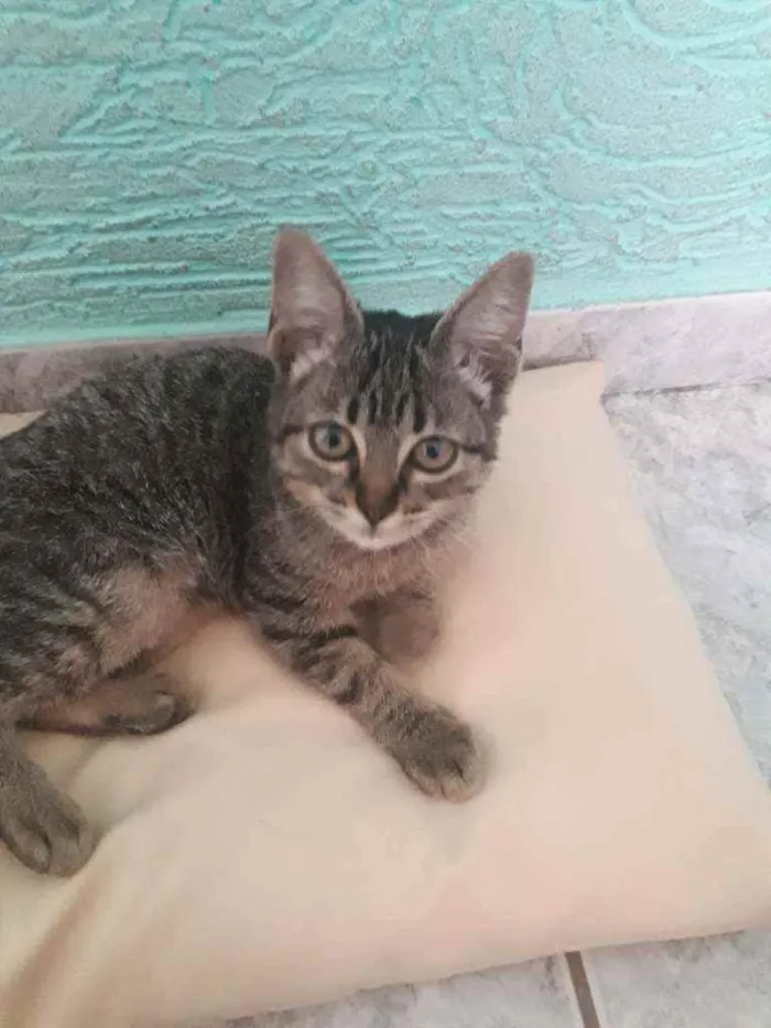 Gato ra a Vira lata  idade 2 a 6 meses nome Não tem nome ainda