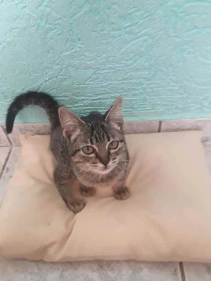 Gato ra a Vira lata  idade 2 a 6 meses nome Não tem nome ainda