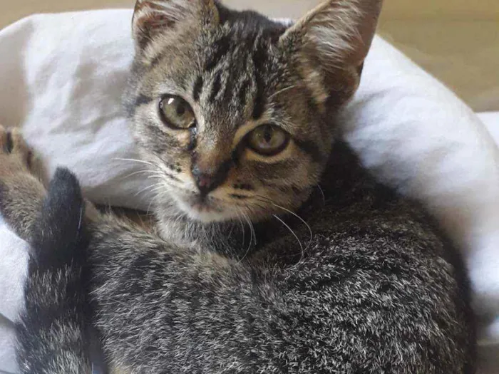 Gato ra a Vira lata  idade 2 a 6 meses nome Não tem nome ainda