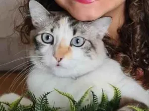 Gato raça Persa com Siames  idade 1 ano nome Marry Guedes
