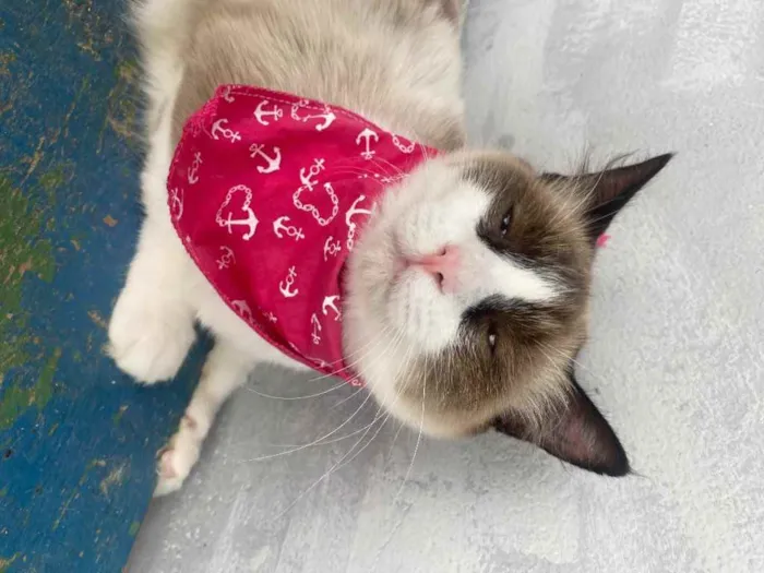 Gato ra a  idade 1 ano nome Tapioca 