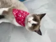 Tapioca 