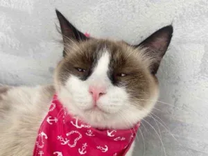 Gato raça  idade 1 ano nome Tapioca 