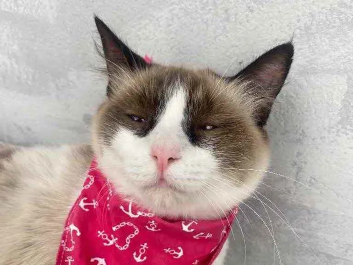 Gato ra a  idade 1 ano nome Tapioca 