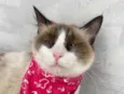 Tapioca