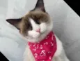 Tapioca 