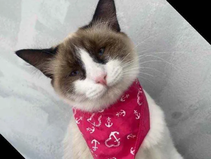 Gato ra a  idade 1 ano nome Tapioca 