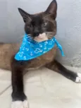 Bartholomeu 