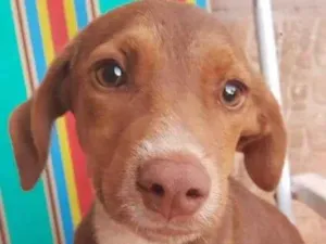 Cachorro raça dalmata e raça não definida idade 2 a 6 meses nome marrom