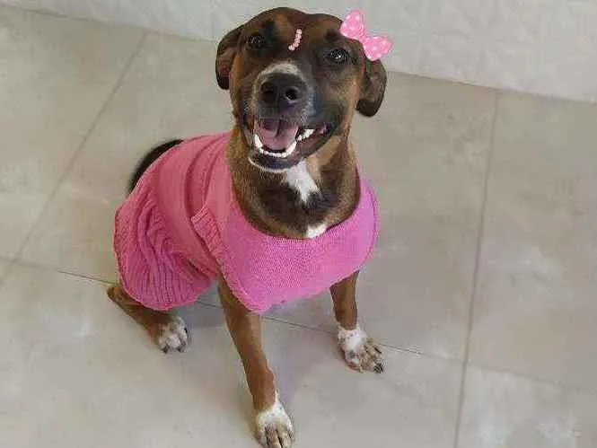 Cachorro ra a Srd idade 7 a 11 meses nome Maya
