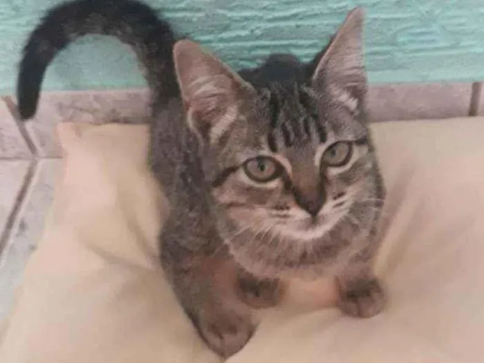 Gato ra a Vira lata  idade 2 a 6 meses nome Não tem nome ainda