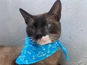 Gato raça  idade 1 ano nome Bartholomeu 