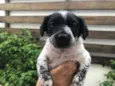Cachorro raça Sem Raça Definida idade Abaixo de 2 meses nome Sem nome