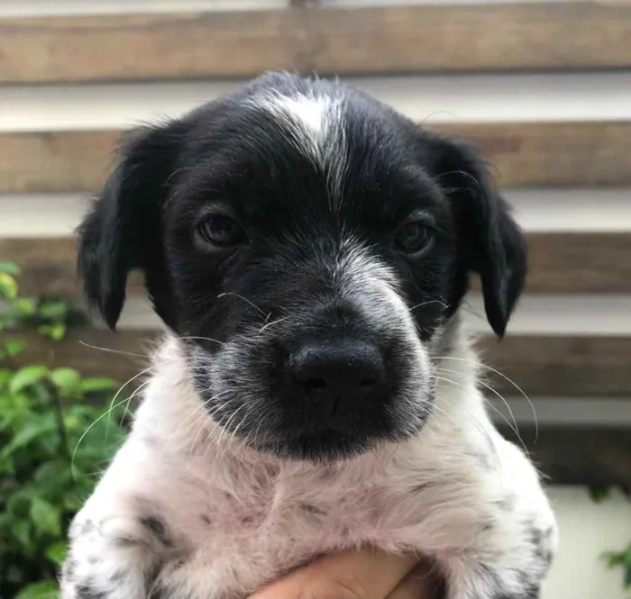 Cachorro raça Sem Raça Definida idade Abaixo de 2 meses nome Sem nome