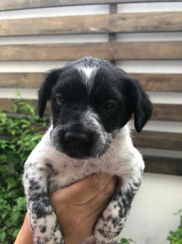 Cachorro raça Sem Raça Definida idade Abaixo de 2 meses nome Sem nome