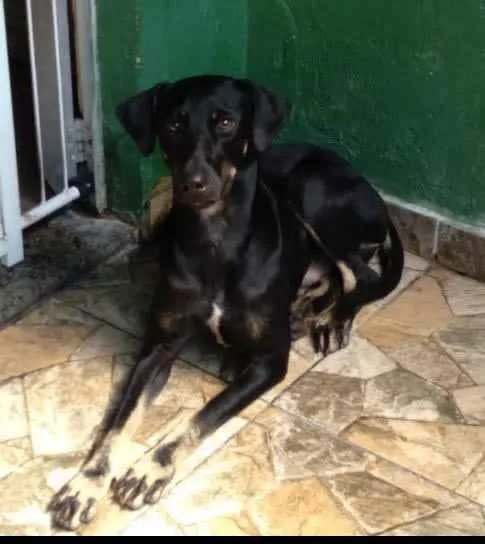 Cachorro ra a SRD idade 7 a 11 meses nome Sir William Drake