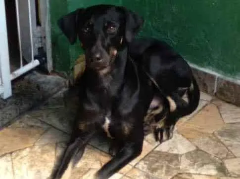 Cachorro ra a SRD idade 7 a 11 meses nome Sir William Drake