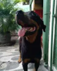 Gaya