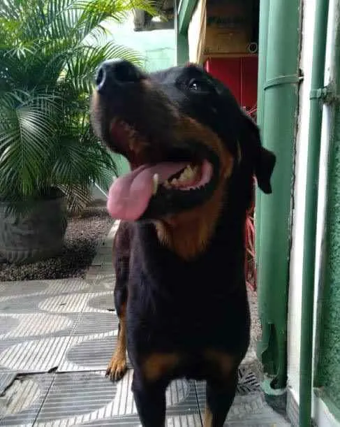 Cachorro ra a Rotweiller idade 5 anos nome Gaya