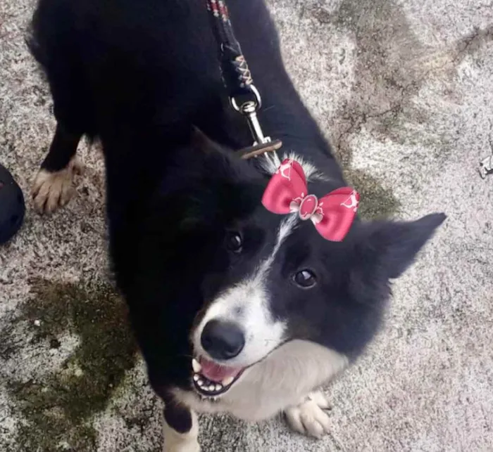 Cachorro raça Border Collie  idade 3 anos nome Kiara 