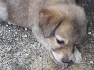 Cachorro raça Mestiço  idade 2 a 6 meses nome Apólo 