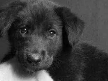 Cachorro ra a Mestiço  idade 2 a 6 meses nome Luke 