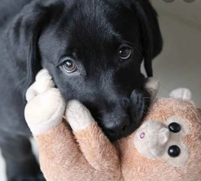 Cachorro ra a Mestiço  idade 2 a 6 meses nome Léo 