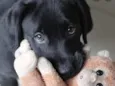 Léo 