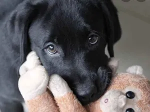 Cachorro raça Mestiço  idade 2 a 6 meses nome Léo 