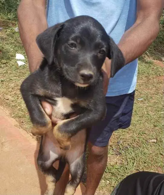 Cachorro ra a Mestiço  idade 2 a 6 meses nome Duque 