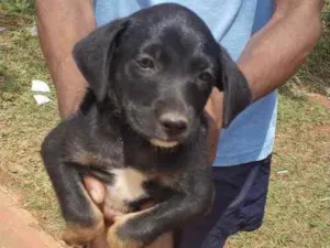 Cachorro raça Mestiço  idade 2 a 6 meses nome Duque 