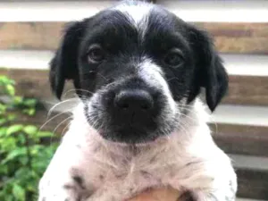 Cachorro raça Sem Raça Definida idade Abaixo de 2 meses nome Sem nome