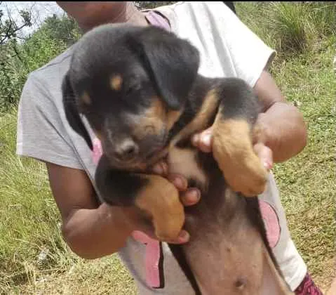 Cachorro ra a Mestiço  idade 2 a 6 meses nome Zeus 