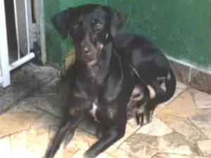 Cachorro raça SRD idade 7 a 11 meses nome Sir William Drake