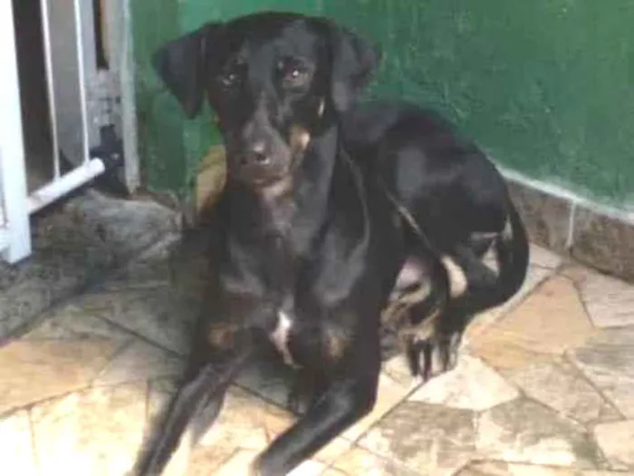 Cachorro ra a SRD idade 7 a 11 meses nome Sir William Drake