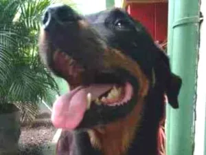 Cachorro raça Rotweiller idade 5 anos nome Gaya