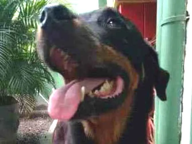Cachorro ra a Rotweiller idade 5 anos nome Gaya