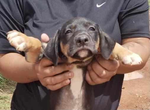 Cachorro ra a Mestiço  idade 2 a 6 meses nome Charlie 