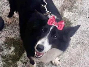 Cachorro raça Border Collie  idade 3 anos nome Kiara 