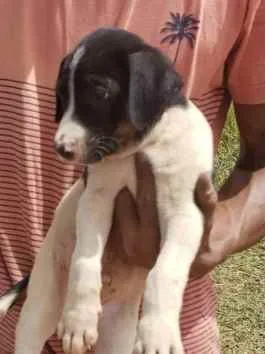 Cachorro ra a Mestiço  idade 2 a 6 meses nome Theo 