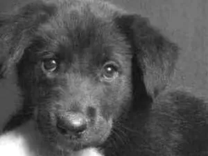 Cachorro raça Mestiço  idade 2 a 6 meses nome Luke 